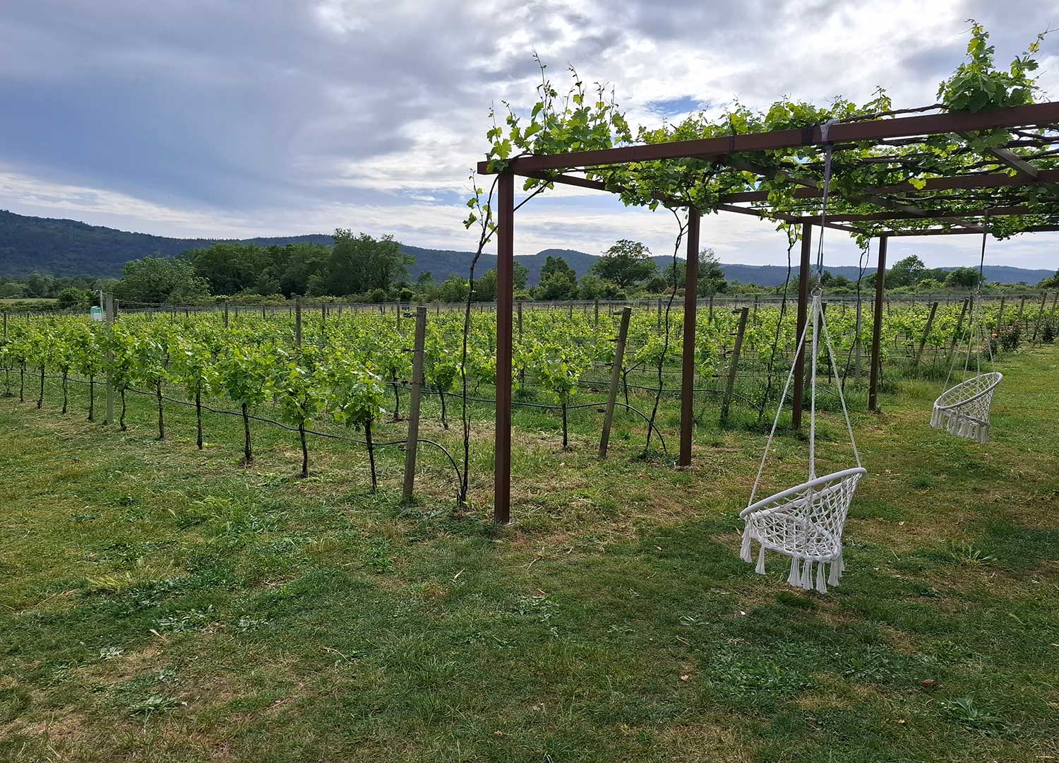 Konavle Wine Experience
